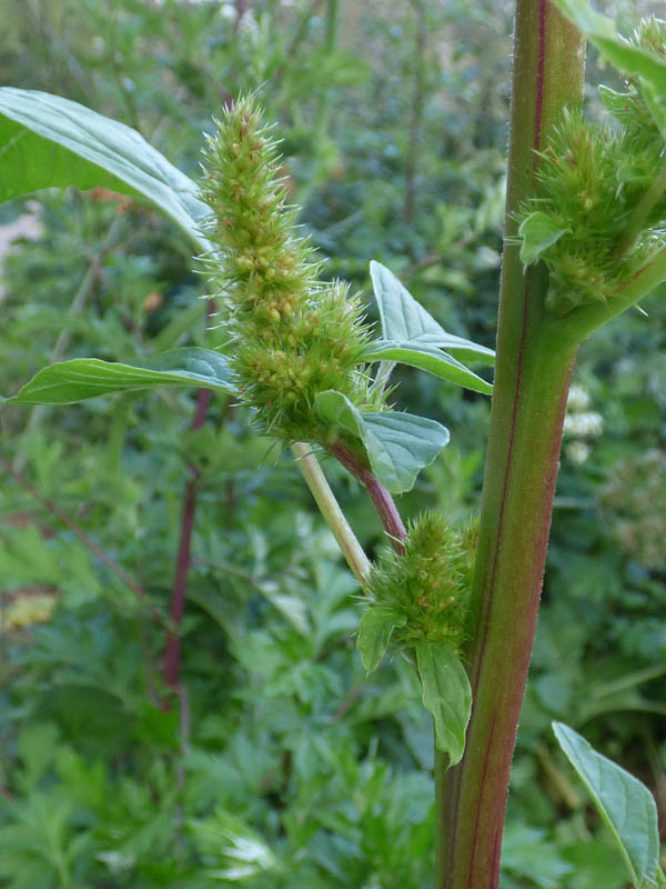 Amaranthus retroflexus